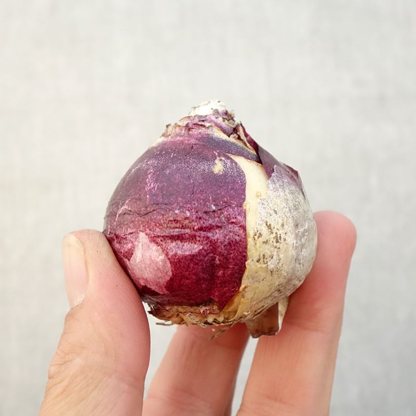 Exemplaar van Hyacint China Pink - Hyacinthus orientalis Bol kaliber 18+ zoals geleverd in de herfst