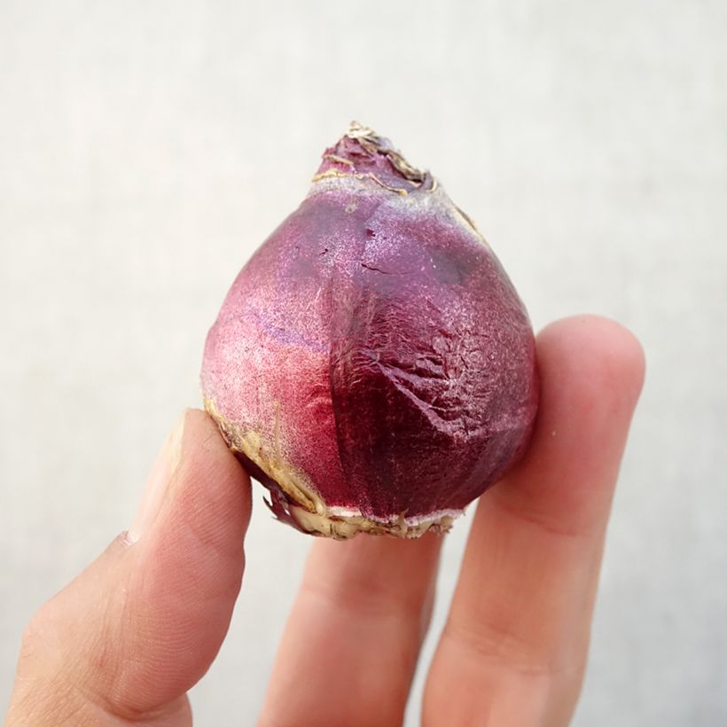 Exemplaar van Hyacint City of Bradford - Hyacinthus orientalis Bol kaliber 15/16 zoals geleverd in de herfst