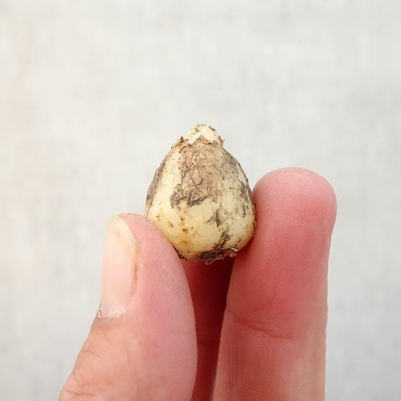 Exemplaar van Spaanse hyacint Wit - Hyacinthoides hispanica Alba Bol kaliber 8+ zoals geleverd in de herfst