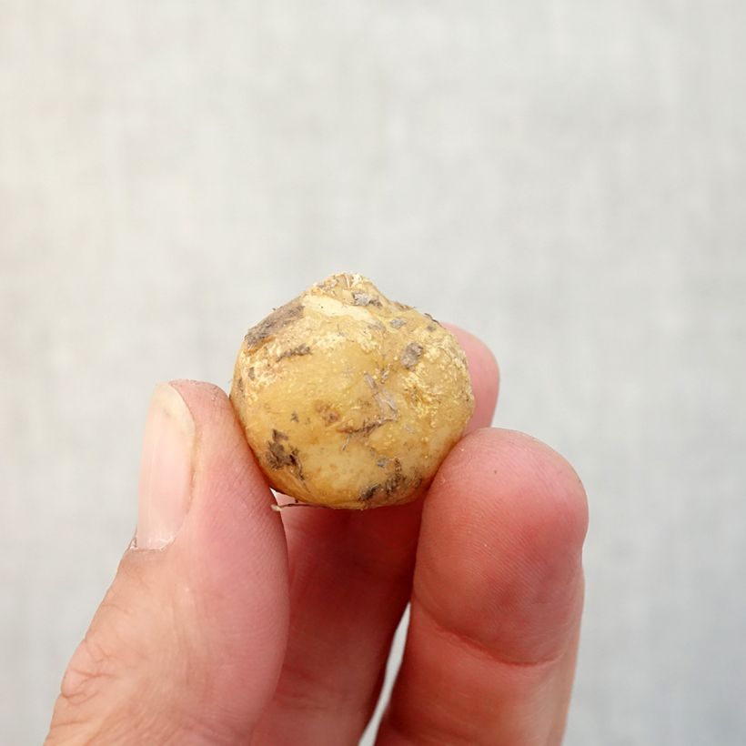 Exemplaar van Spaanse hyacint - Hyacinthoides hispanica Bol kaliber 8+ zoals geleverd in de herfst