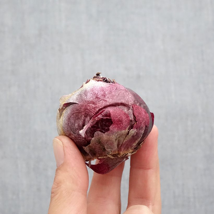 Exemplaar van Hyacint Delft Blue - Hyacinthus orientalis Bol size 19+ zoals geleverd in de herfst