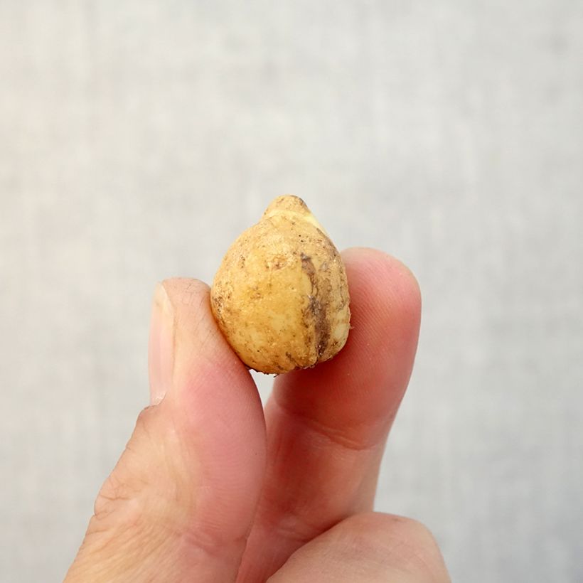 Exemplaar van Boshyacint - Hyacinthoides non scripta Bol kaliber 7+ zoals geleverd in de herfst