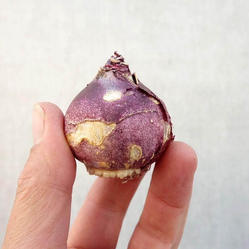 Exemplaar van Hyacint Crystal Palace - Hyacinthus orientalis Bol kaliber 14/15 zoals geleverd in de herfst