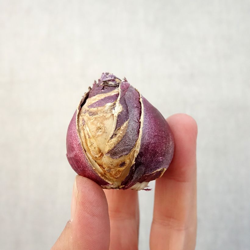 Exemplaar van Hyacint Rosette - Hyacinthus orientalis Bol kaliber 15/16 zoals geleverd in de herfst