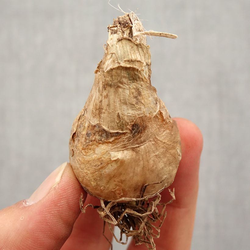 Exemplaar van Galtonia candicans - Kaapse hyacint Bol kaliber 16/18 zoals geleverd in de lente