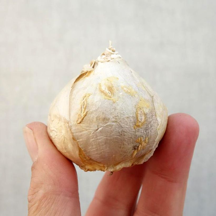 Exemplaar van Hyacint Fondant (voorbehandelde bloembol) Bol kaliber 17+ zoals geleverd in de herfst