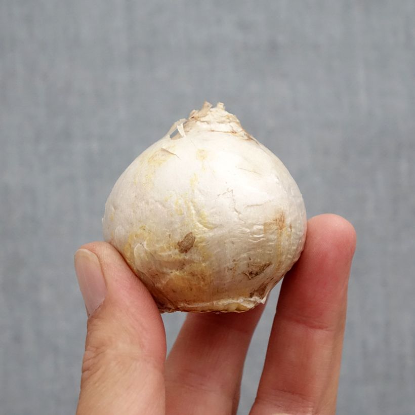 Exemplaar van Hyacint Gipsy Princess - Hyacinthus orientalis Bol kaliber 18+ zoals geleverd in de herfst