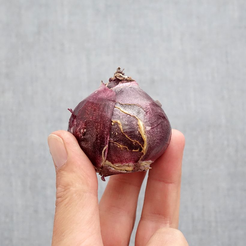 Exemplaar van Hyacint Jan Bos - Hyacinthus orientalis Bol kaliber 19+ zoals geleverd in de herfst