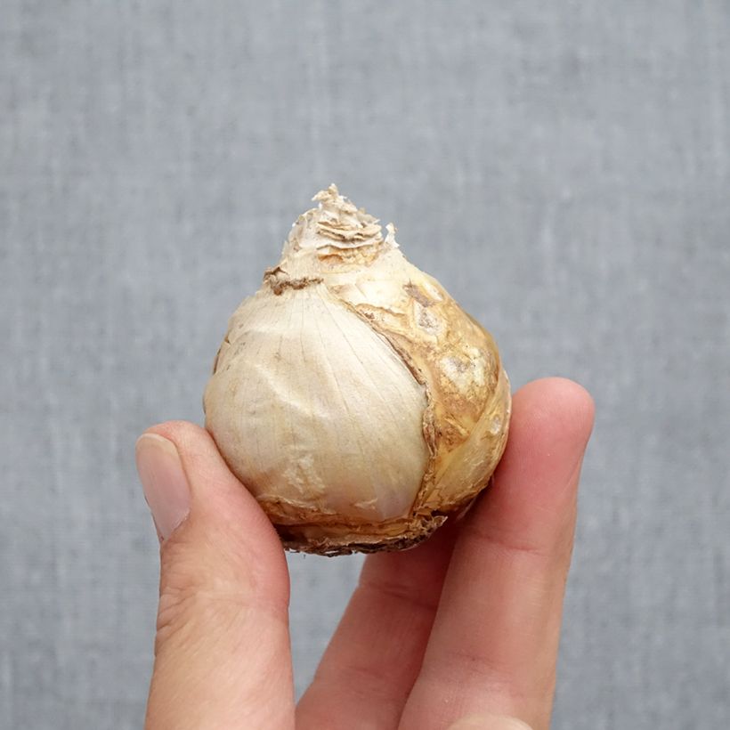 Exemplaar van Hyacint Jan Bos (voorbehandelde bloembol) Bol kaliber 17+ zoals geleverd in de herfst