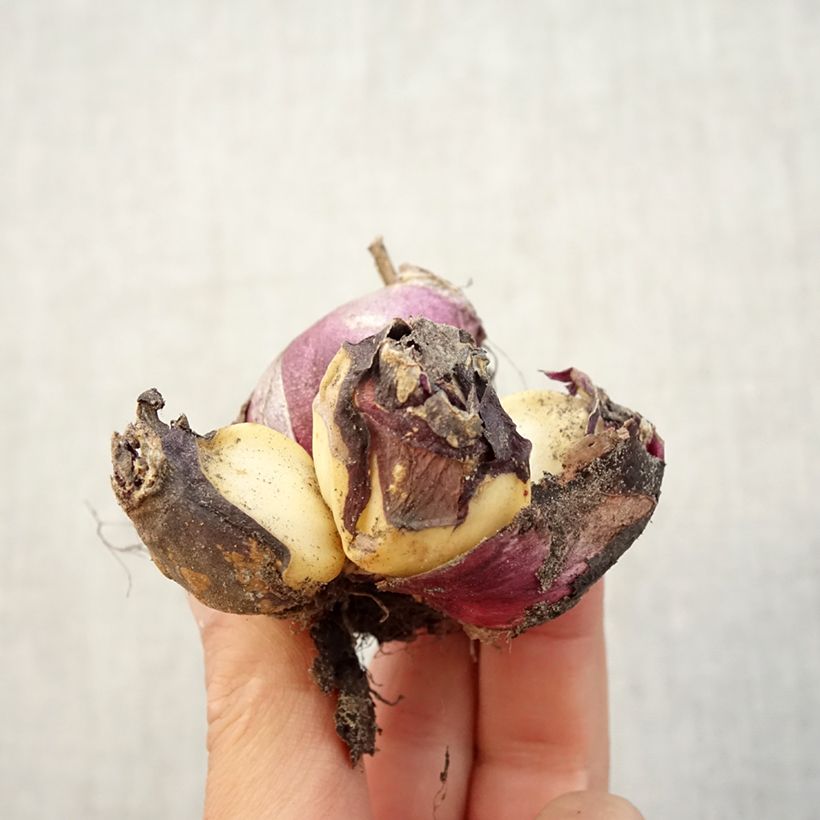 Exemplaar van Hyacint Multiflora Wit - Hyacinthus orientalis Bol kaliber I zoals geleverd in de herfst