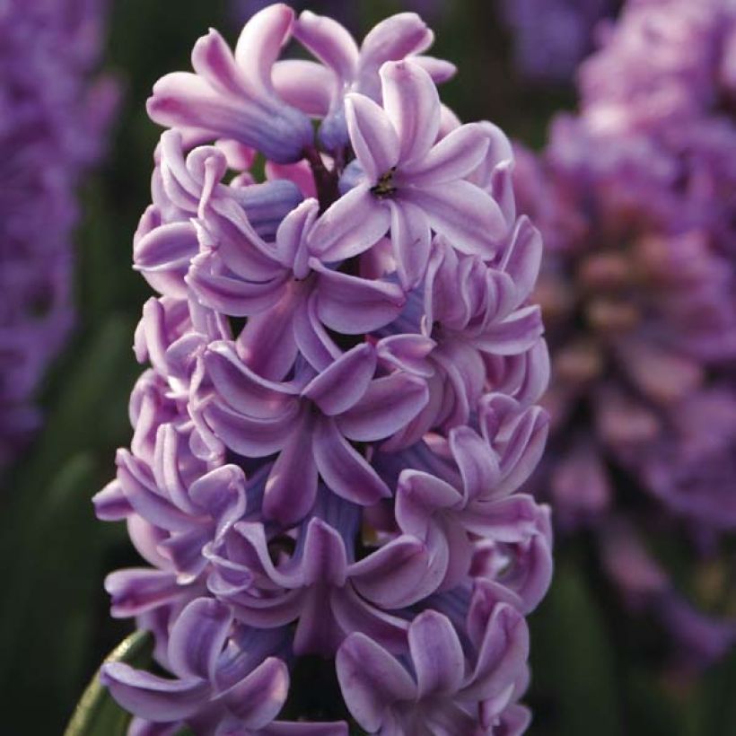 Hyacint Splendid Cornelia - Hyacinthus orientalis (Bloei)