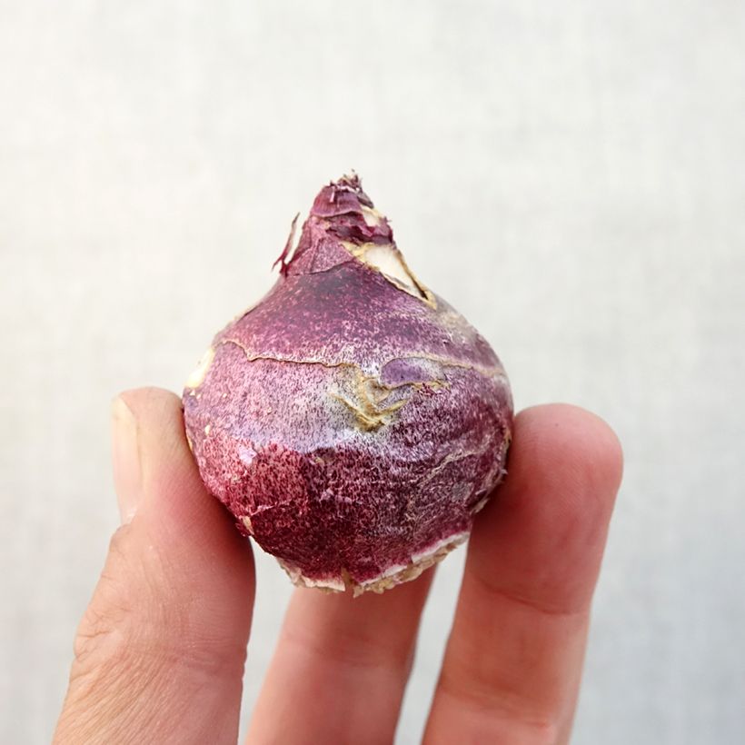 Exemplaar van Hyacint Woodstock - Hyacinthus orientalis Bol size 18+ zoals geleverd in de herfst