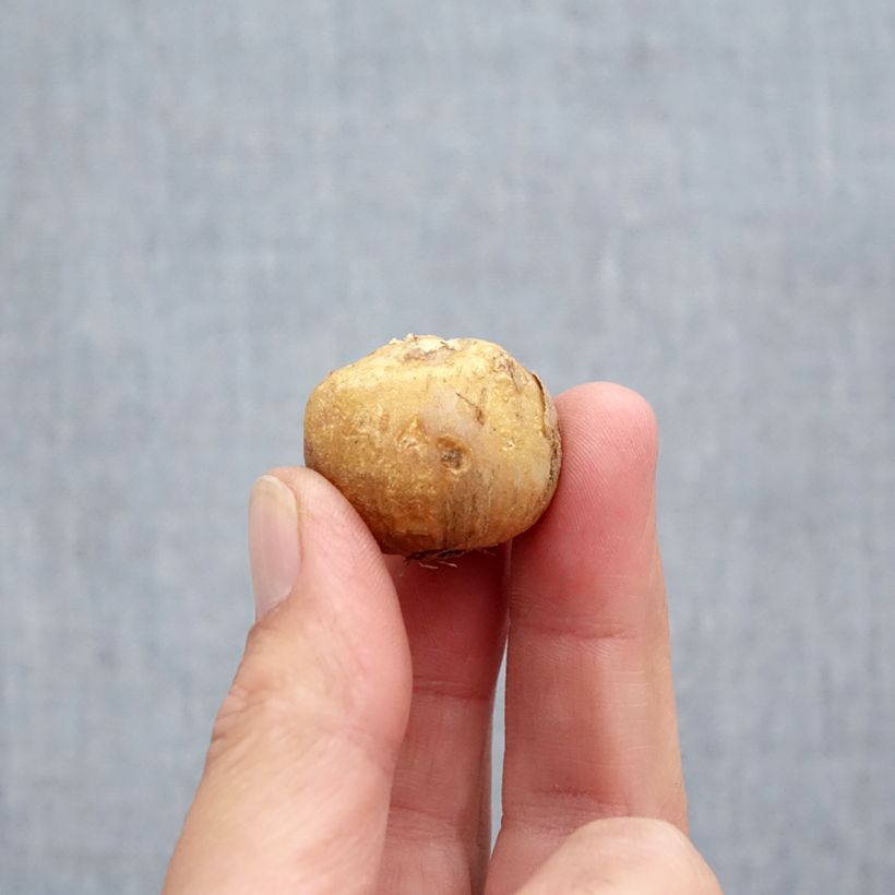 Exemplaar van Spaanse hyacint Mix - Hyacinthoides hispanica Bol kaliber 10+ zoals geleverd in de herfst