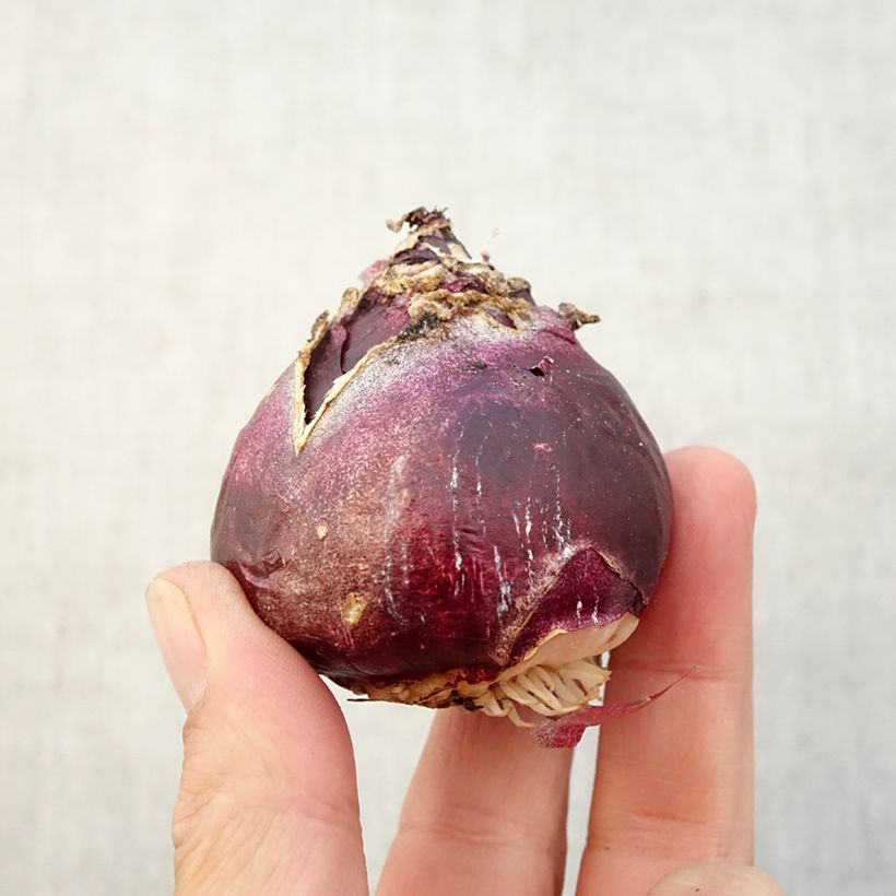 Exemplaar van Tuinhyacint in mengsel - Hyacinthus orientalis Bol kaliber 17+ zoals geleverd in de herfst