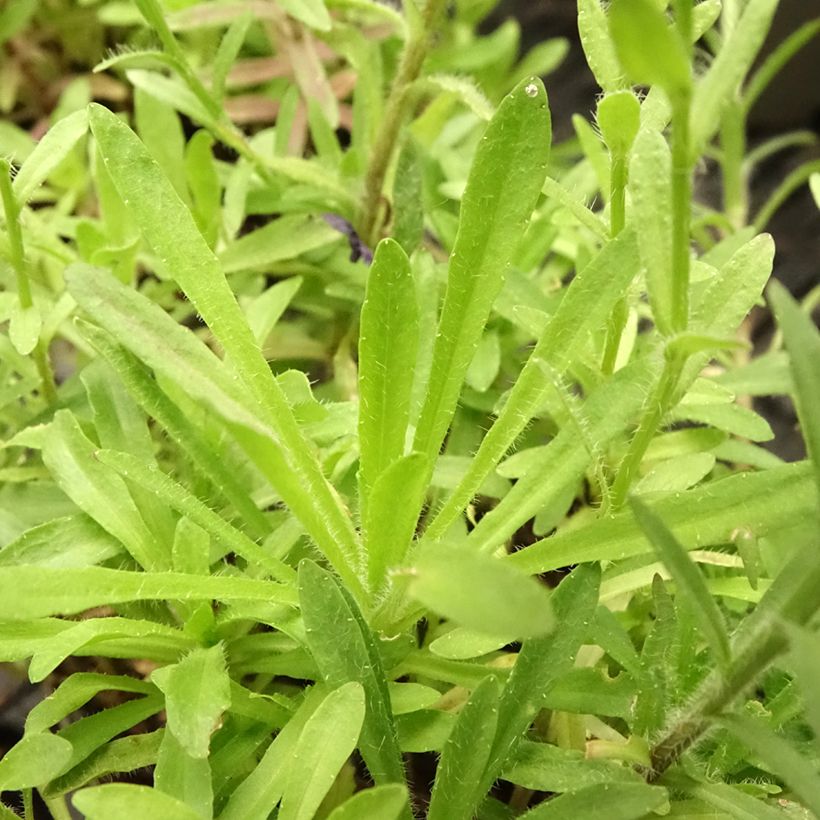 Jasione laevis Blaulicht - Zandblauwtje (Blad)