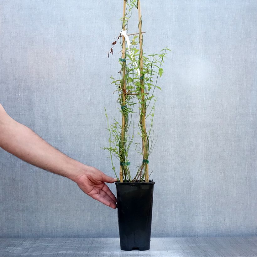 Exemplaar van Jasminum beesianum - Beesiaanse jasmijn Pot van 2 l/3 l zoals geleverd in de zomer