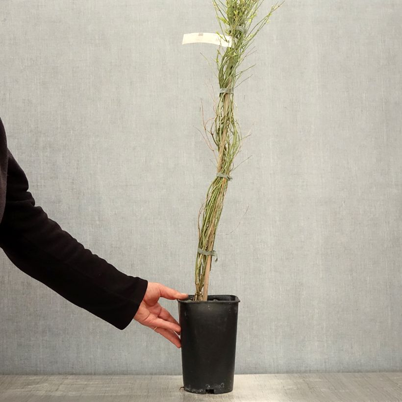 Example of Jasminum beesianum - Beesiaanse jasmijn Pot van 2 l/3 l as you get in printemps