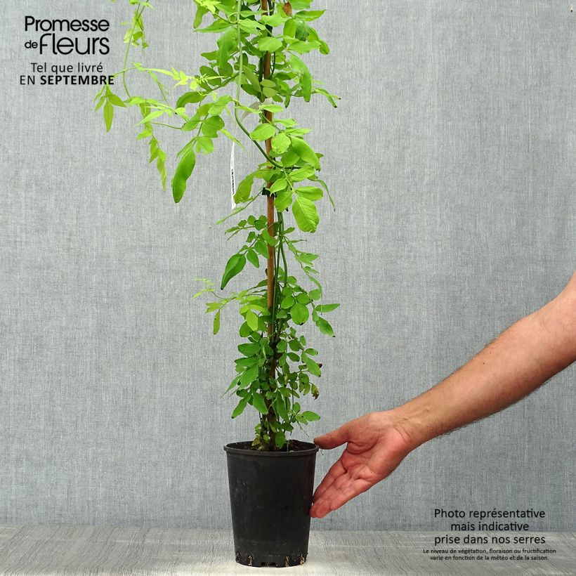 Exemplaar van Jasminum officinalis Aureum - Jasmijn Pot van 2 l/3 l zoals geleverd in de herfst
