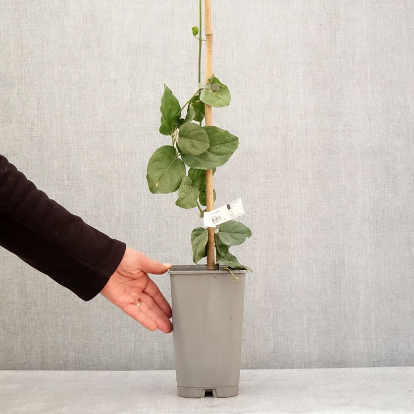 Example of Jasminum sambac - Arabische jasmijn Pot van 2 l/3 l as you get in hiver