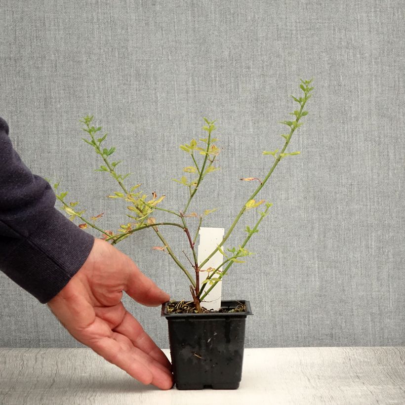 Exemplaar van Jasminum nudiflorum - Winterjasmijn Kweekpotje van 8/9 cm zoals geleverd in de zomer