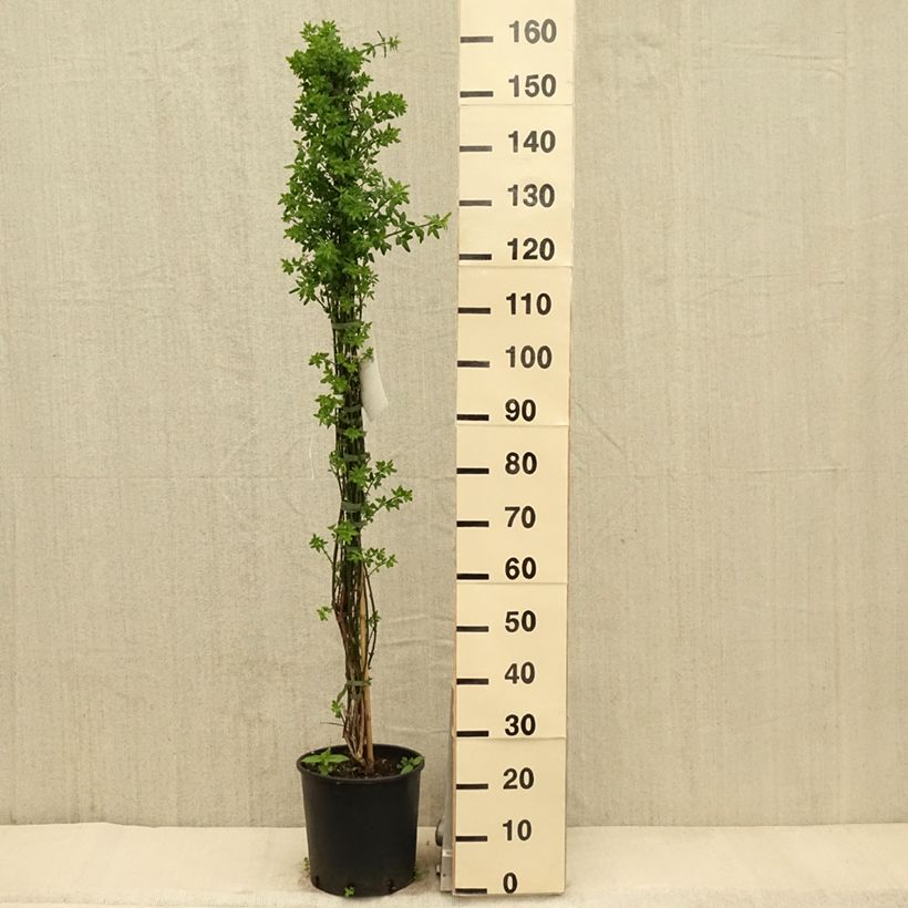 Example of Jasminum nudiflorum - Winterjasmijn Pot van 7,5 l/10 l as you get in printemps