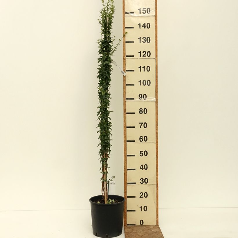 Exemplaar van Jasminum nudiflorum - Winterjasmijn Pot van 2 l/3 l zoals geleverd in de zomer