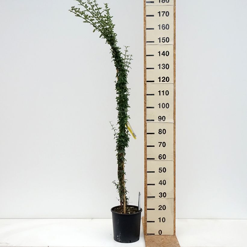 Exemplaar van Jasminum nudiflorum - Winterjasmijn Pot van 7,5 l/10 l zoals geleverd in de herfst