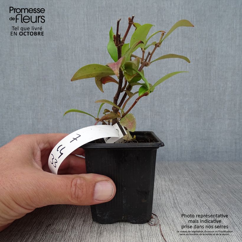 Exemplaar van Trachelospermum jasminoides - Toscaanse jasmijn Kweekpotje van 8/9 cm zoals geleverd in de herfst