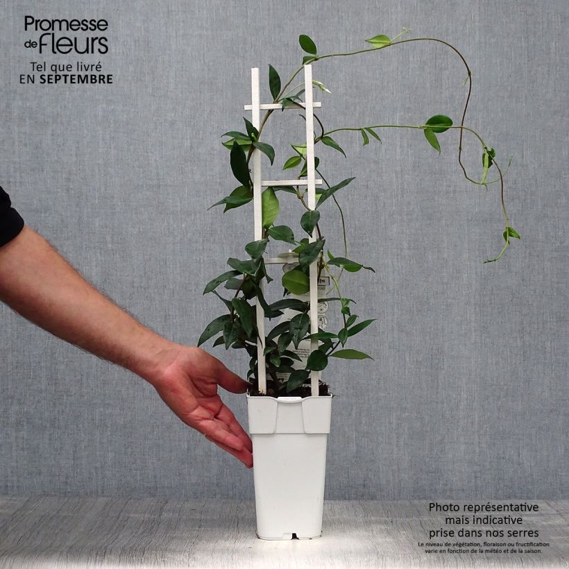 Exemplaar van Trachelospermum jasminoïdes Star Of Venice - Toscaanse jasmijn Pot van 2 l/3 l zoals geleverd in de herfst