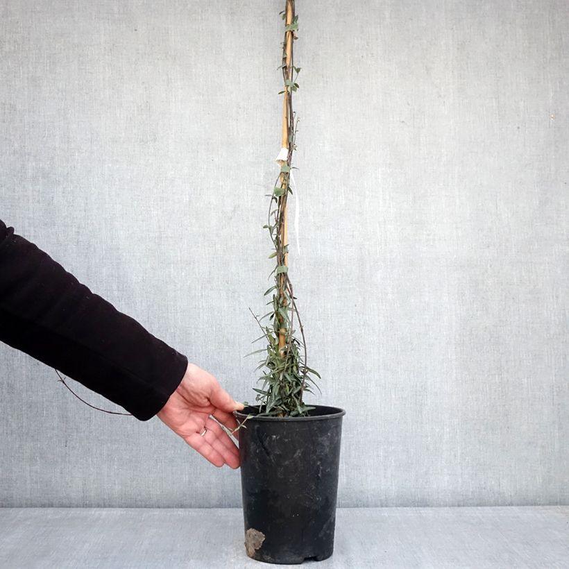 Exemplaar van Trachelospermum jasminoides Waterwheel - Toscaanse jasmijn Pot van 3 l/4 l zoals geleverd in de winter