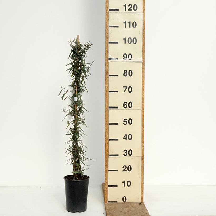 Exemplaar van Trachelospermum jasminoides Waterwheel - Toscaanse jasmijn Pot van 3 l/4 l zoals geleverd in de lente