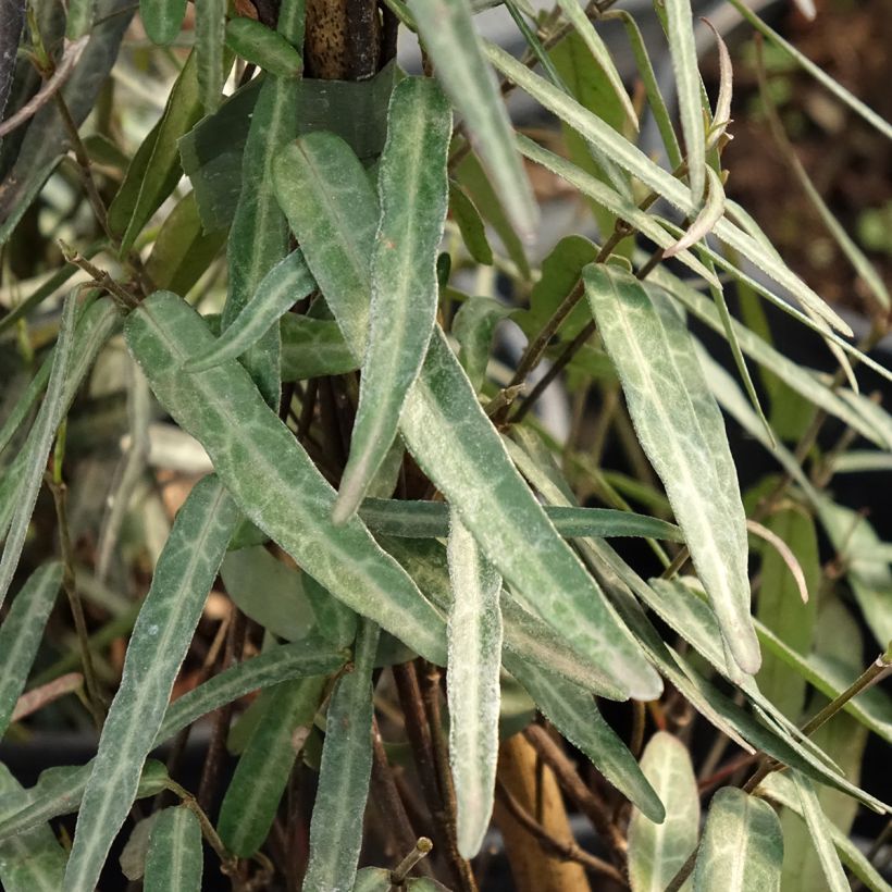 Trachelospermum jasminoides Waterwheel - Toscaanse jasmijn (Blad)