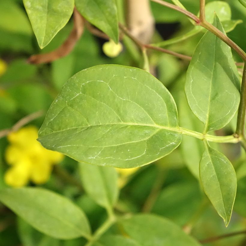 Jasminum humile Revolutum - Gele jasmijn (Blad)