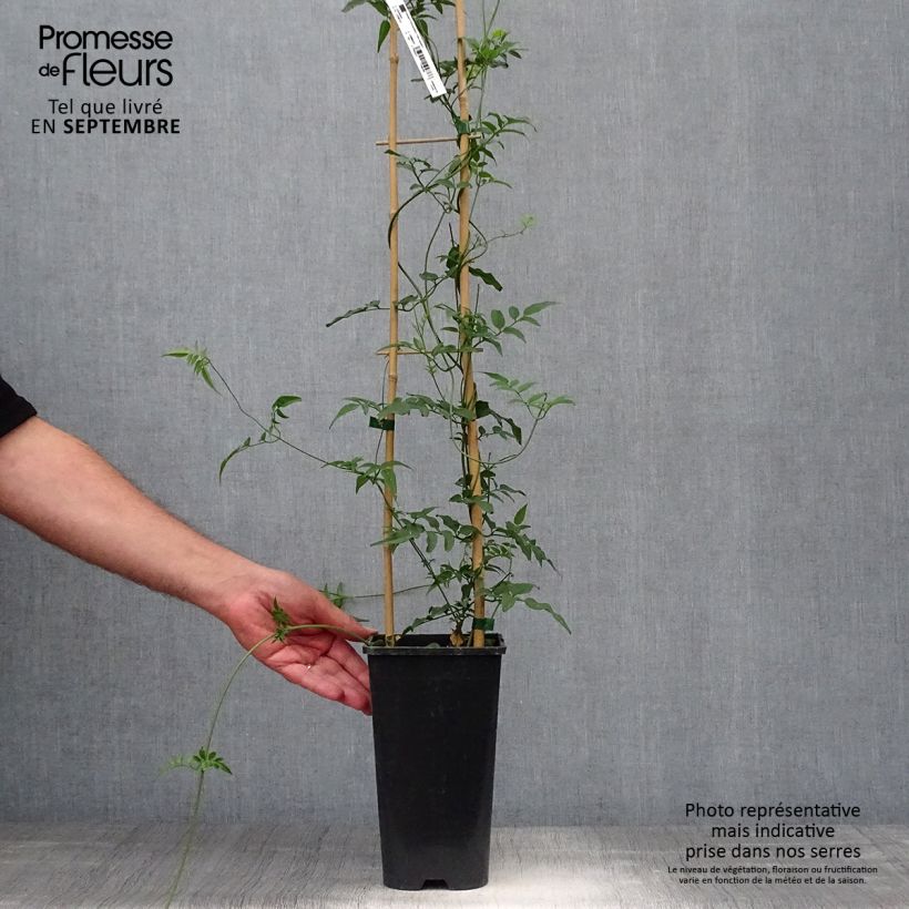 Exemplaar van Jasminum polyanthum - Roze jasmijn Pot van 2 l/3 l zoals geleverd in de herfst