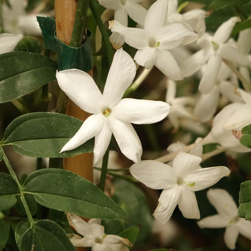 Jasminum polyanthum - Roze jasmijn (Bloei)