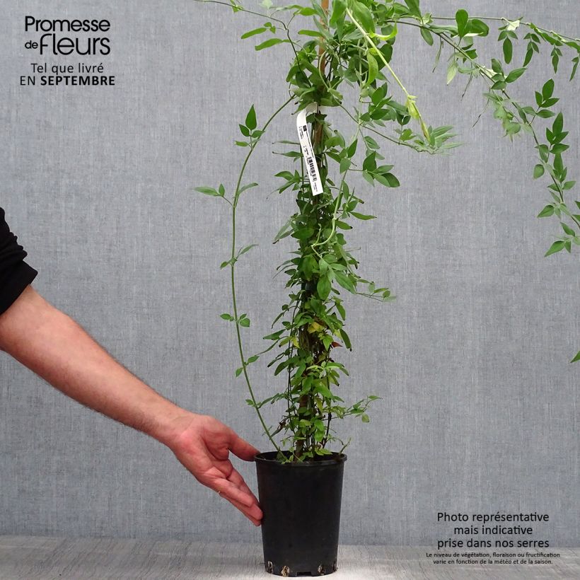 Exemplaar van Jasminum stephanense - Chinese jasmijn Pot van 2 l/3 l zoals geleverd in de herfst