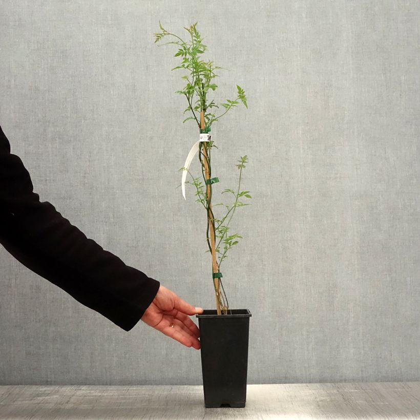 Example of Jasmijn Affinis - Jasminum officinale Pot van 1,5 l/2 l as you get in printemps