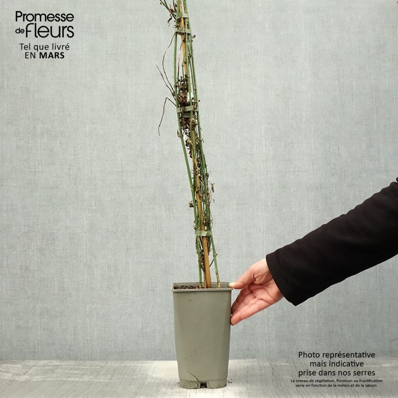 Example of Jasmijn Affinis - Jasminum officinale Pot van 3 l/4 l as you get in printemps