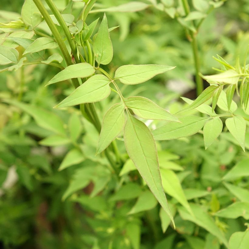 Jasmijn Affinis - Jasminum officinale (Blad)