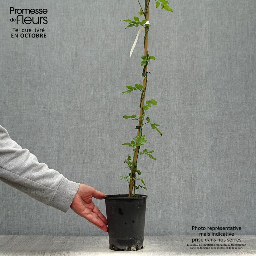 Exemplaar van Jasminum officinale - Jasmijn Pot van 2 l/3 l zoals geleverd in de herfst