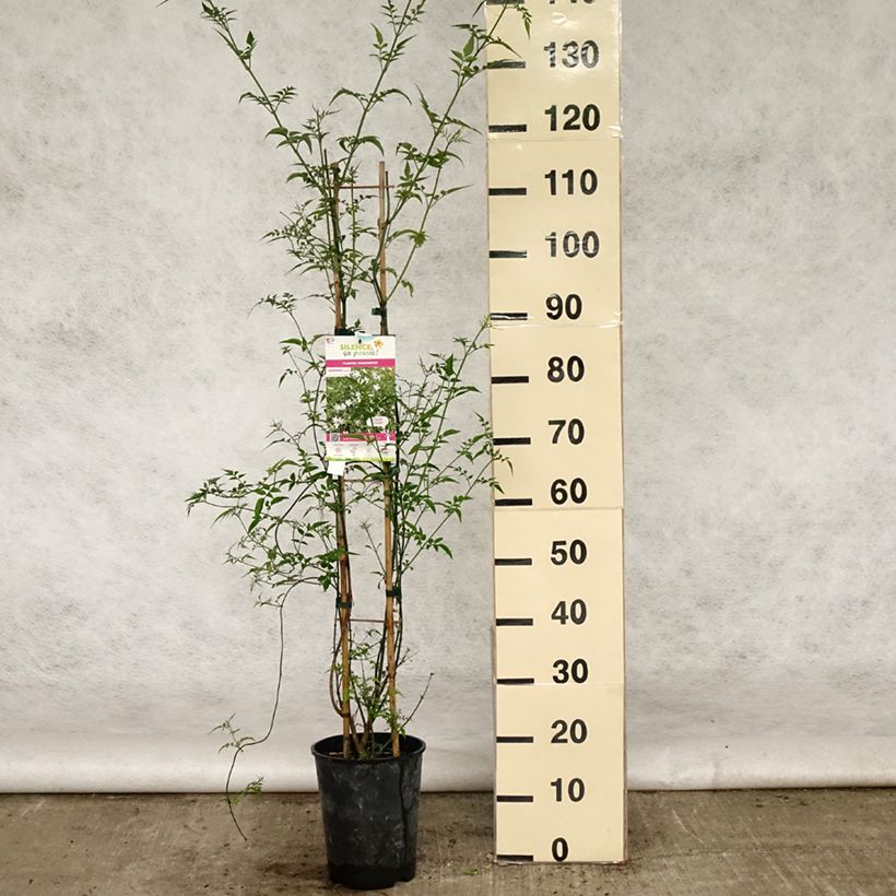 Example of Jasminum officinale - Jasmijn Pot van 4 l/5 l as you get in printemps