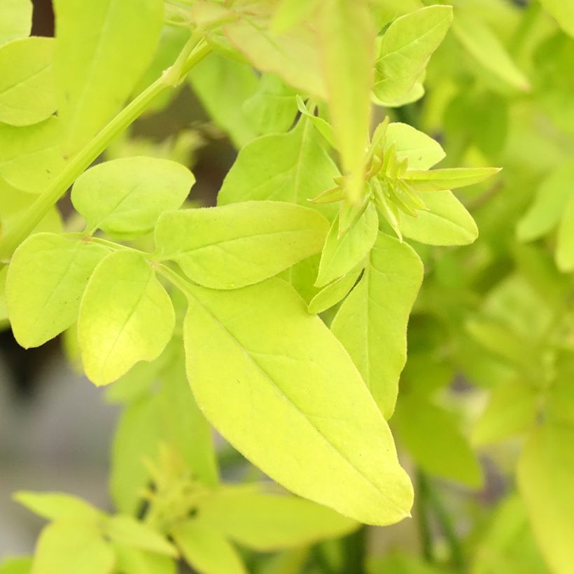 Jasmijn Sunbeam - Jasminum officinale (Blad)