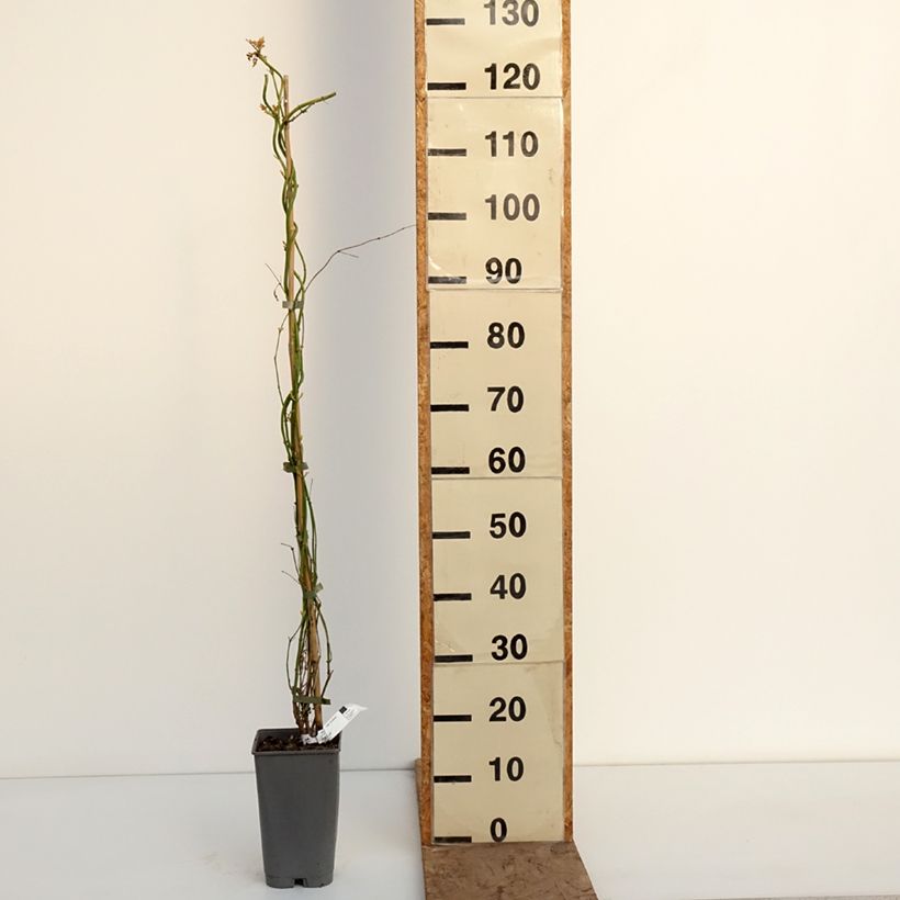 Example of Jasmijn Sunbeam - Jasminum officinale Pot van 3 l/4 l as you get in hiver