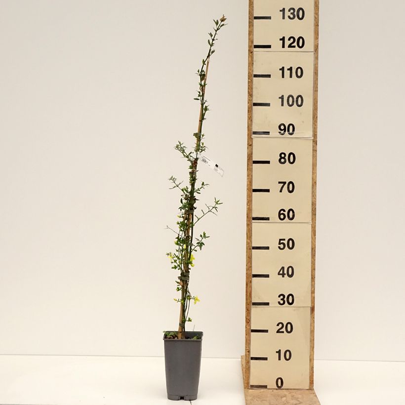 Example of Jasminum mesnyi - Roze jasmijn Pot van 2 l/3 l as you get in printemps