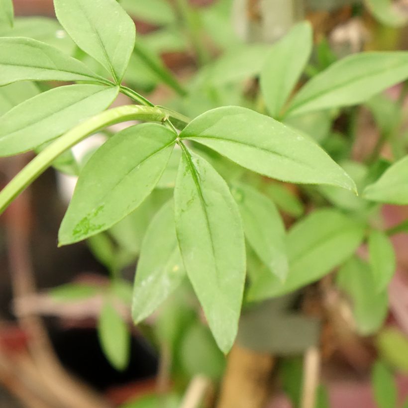 Jasminum mesnyi - Roze jasmijn (Blad)