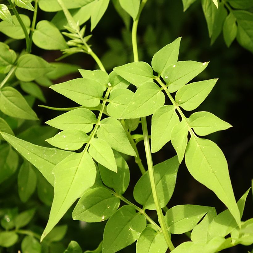 Jasminum officinale Clotted Cream - Jasmijn (Blad)