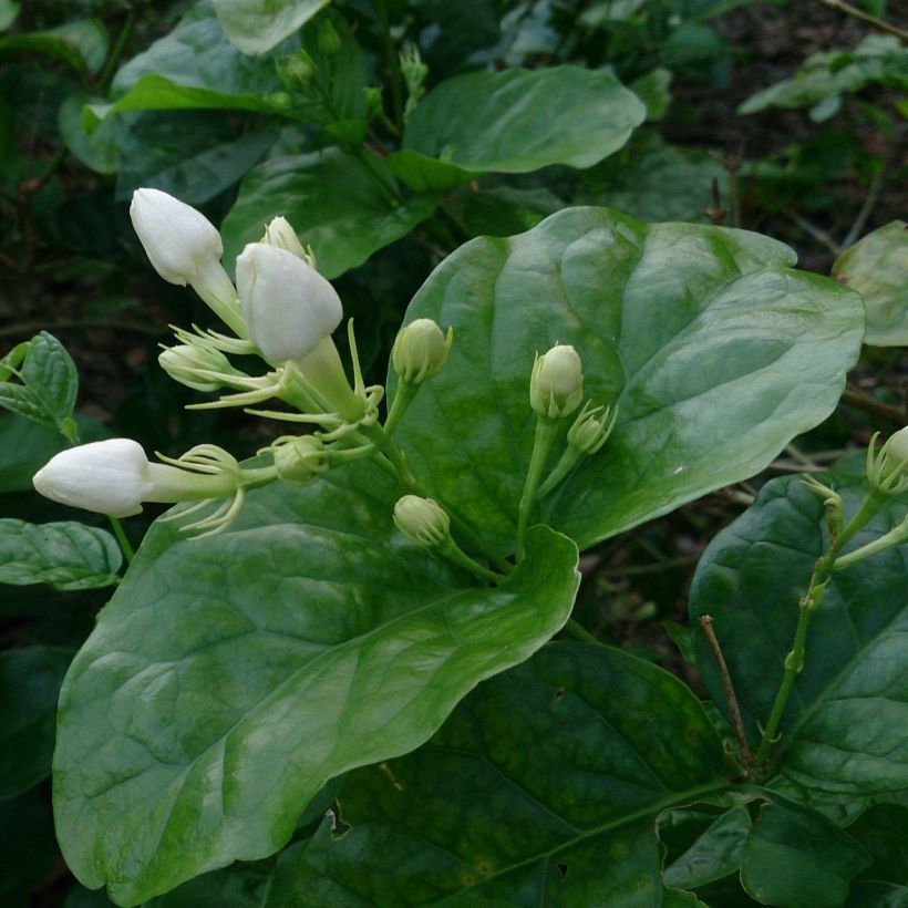 Jasminum sambac - Arabische jasmijn (Foliage)