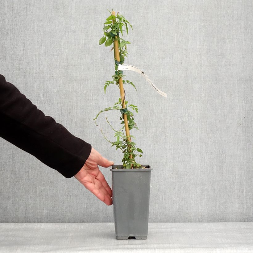 Exemplaar van Jasminum Starry Night - Jasmijn Pot van 1,5 l/2 l zoals geleverd in de winter