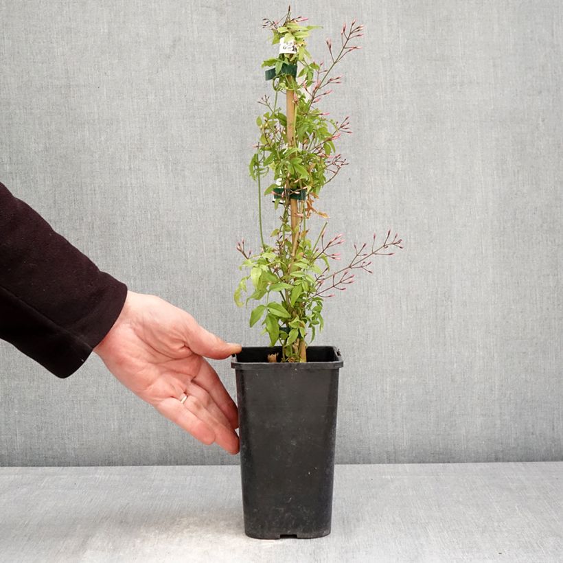 Exemplaar van Jasminum Starry Night - Jasmijn Pot van 1,5 l/2 l zoals geleverd in de lente