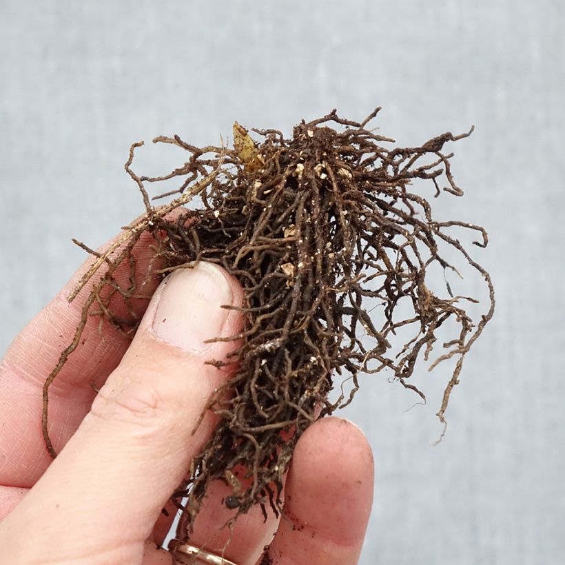 Exemplaar van Jeffersonia diphylla Naakte wortel zoals geleverd in de winter